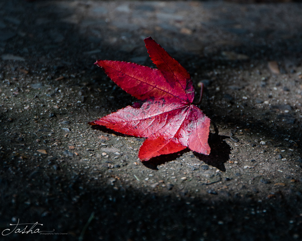 red autumn leaf in spot of sunshine on a footpath