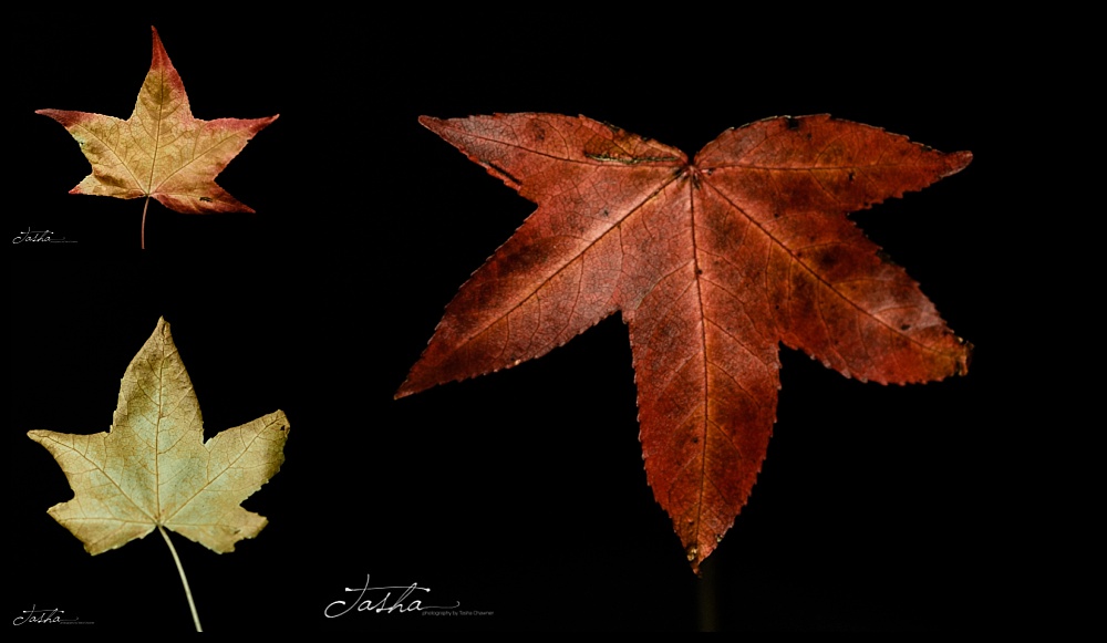 autumn leaves in shades of brown and red