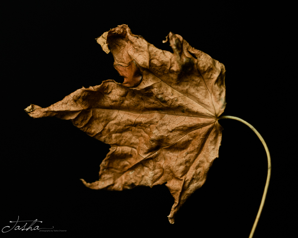 side profile photo of curled brown autumn leaf