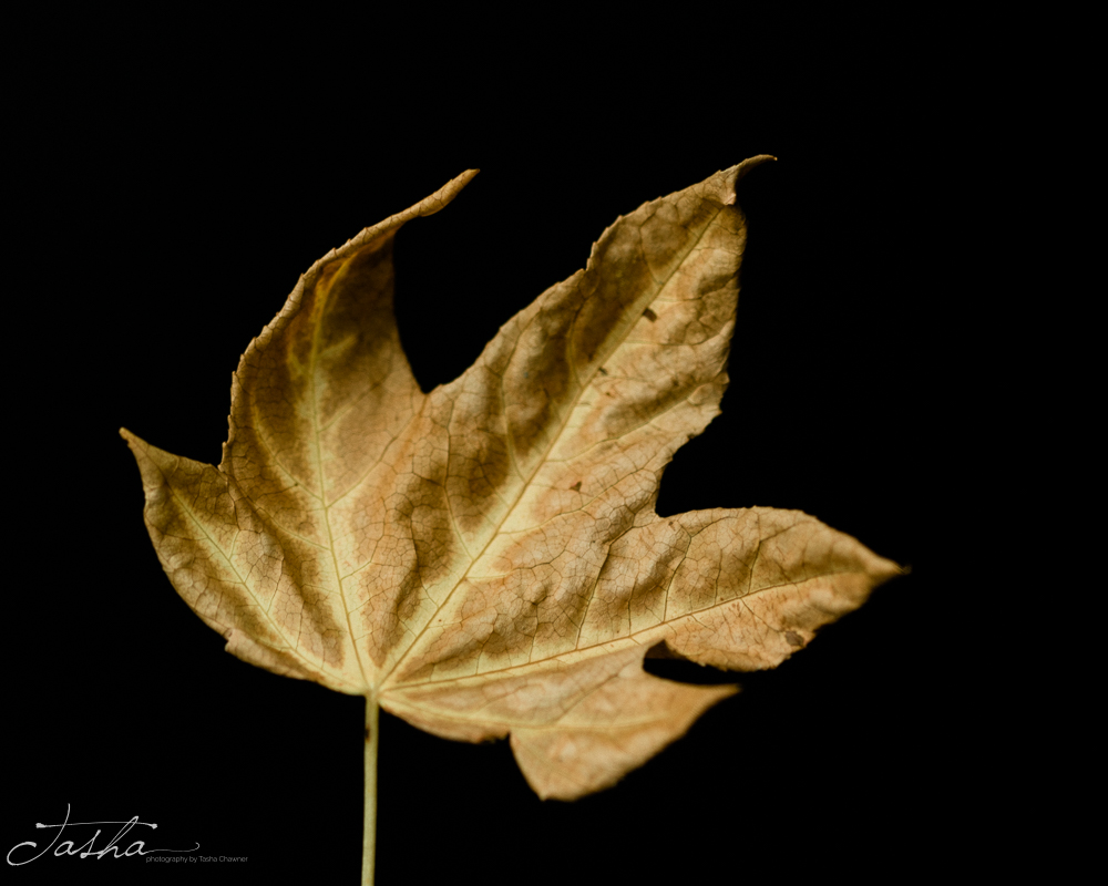 dry brown autumn leaf with curling leaves