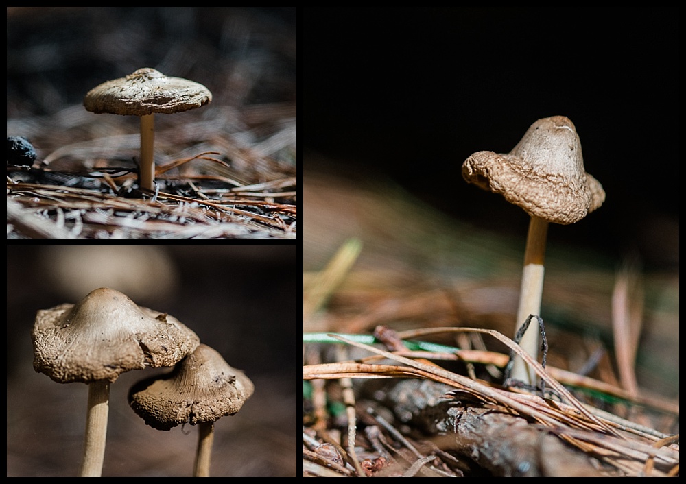 macro photos of mushrooms