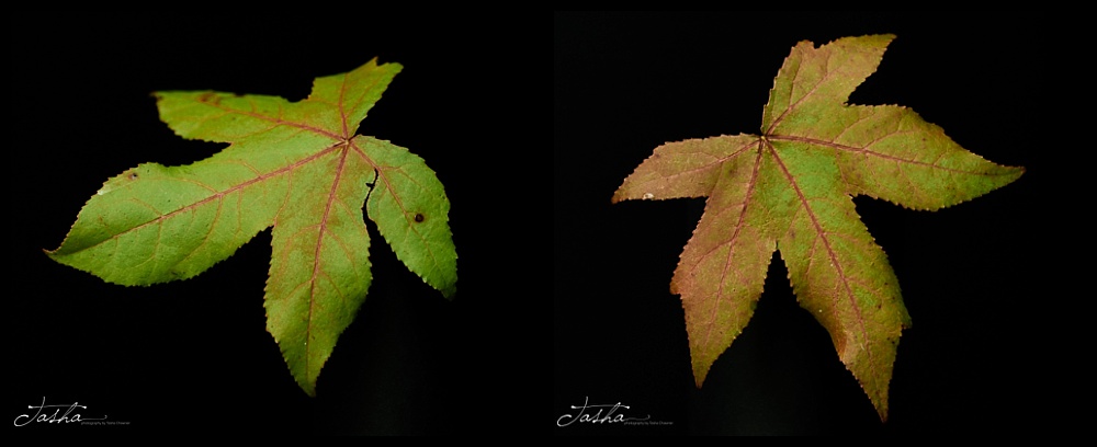 two autumn leaves with red veins