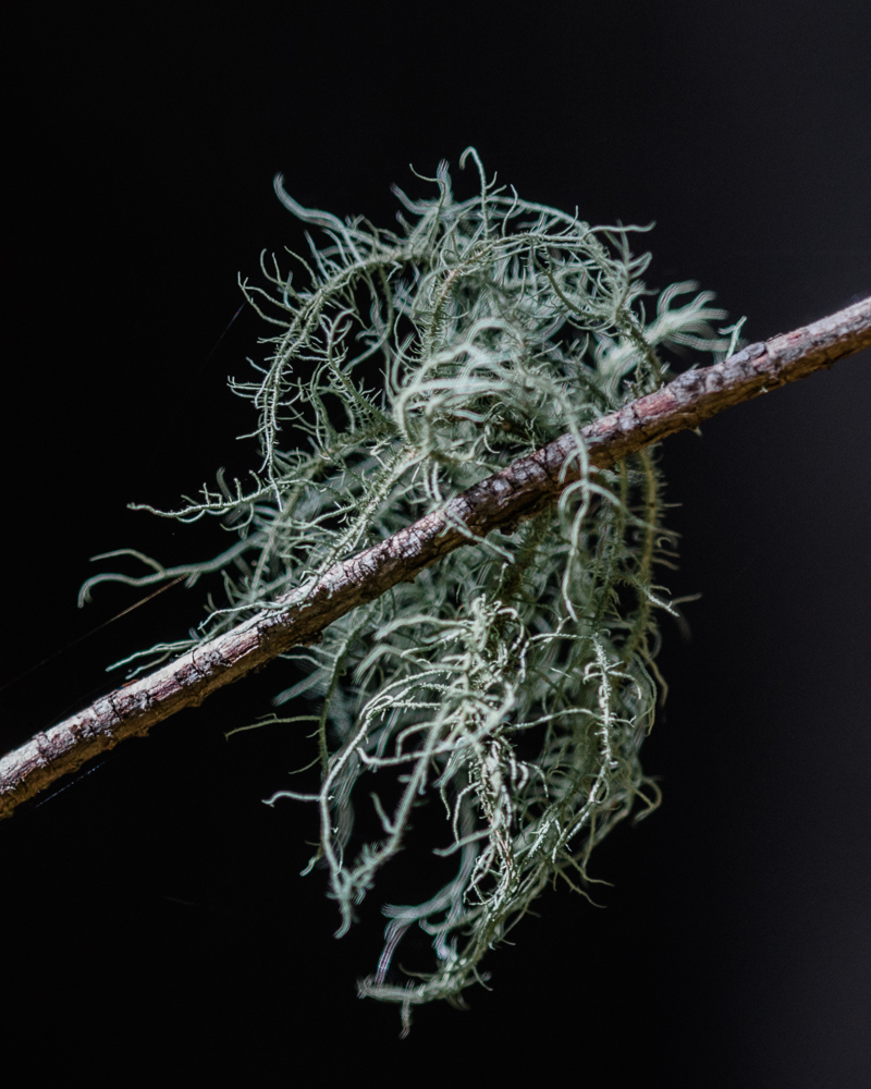hanging tree moss