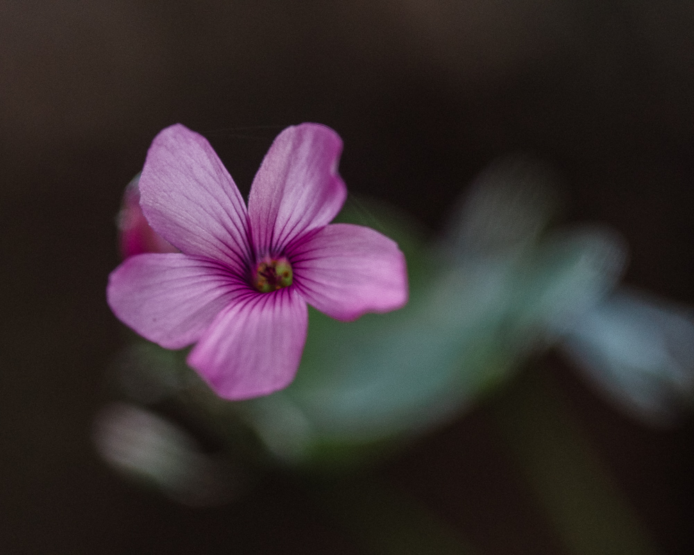 small purple flower in the dark forest