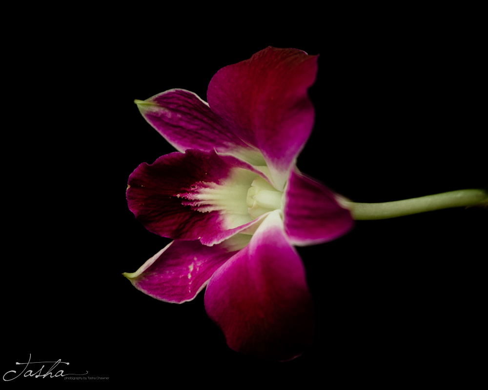 deep pink orchid flower - photography by Tasha Chawner