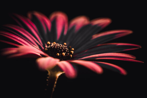 full version image of purple African Daisy at golden hour