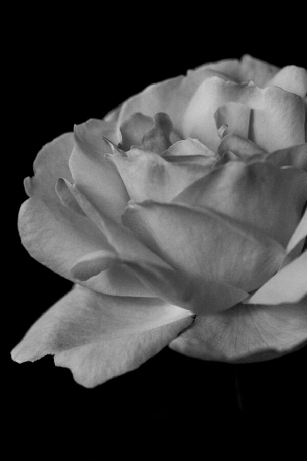 fine art floral image of a black and white rose - photography by Tasha Chawner