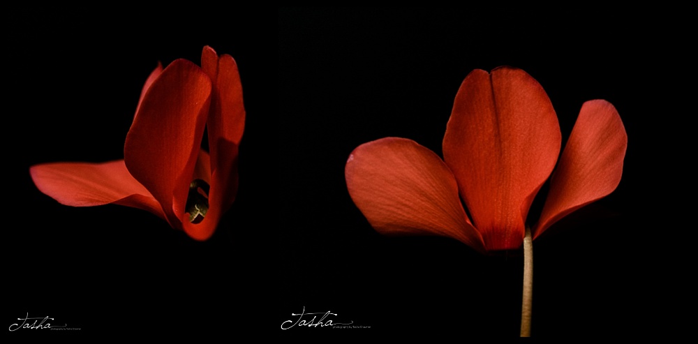 two faces of a red cyclamen flower