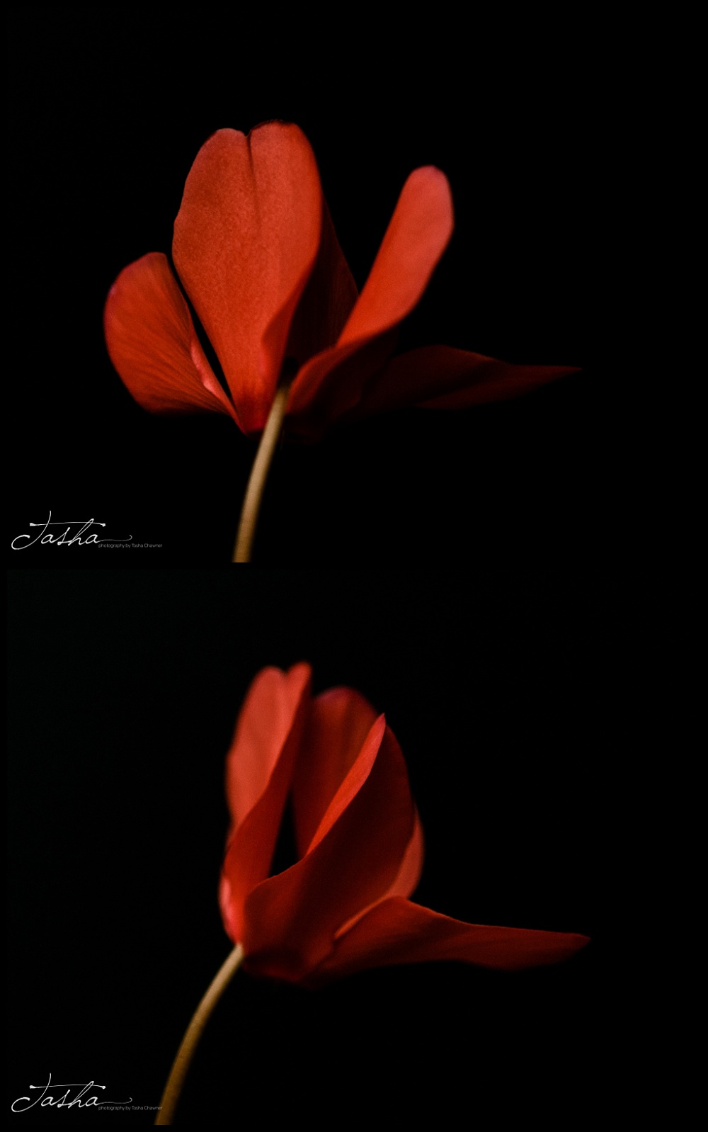 different aspects of a red cyclamen flower