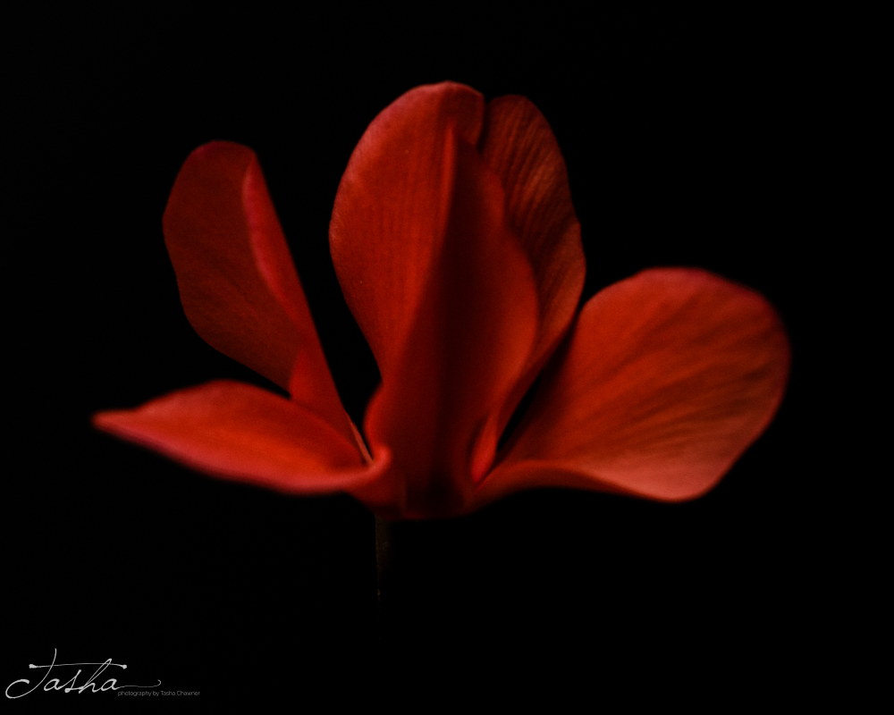 red cyclamen petals