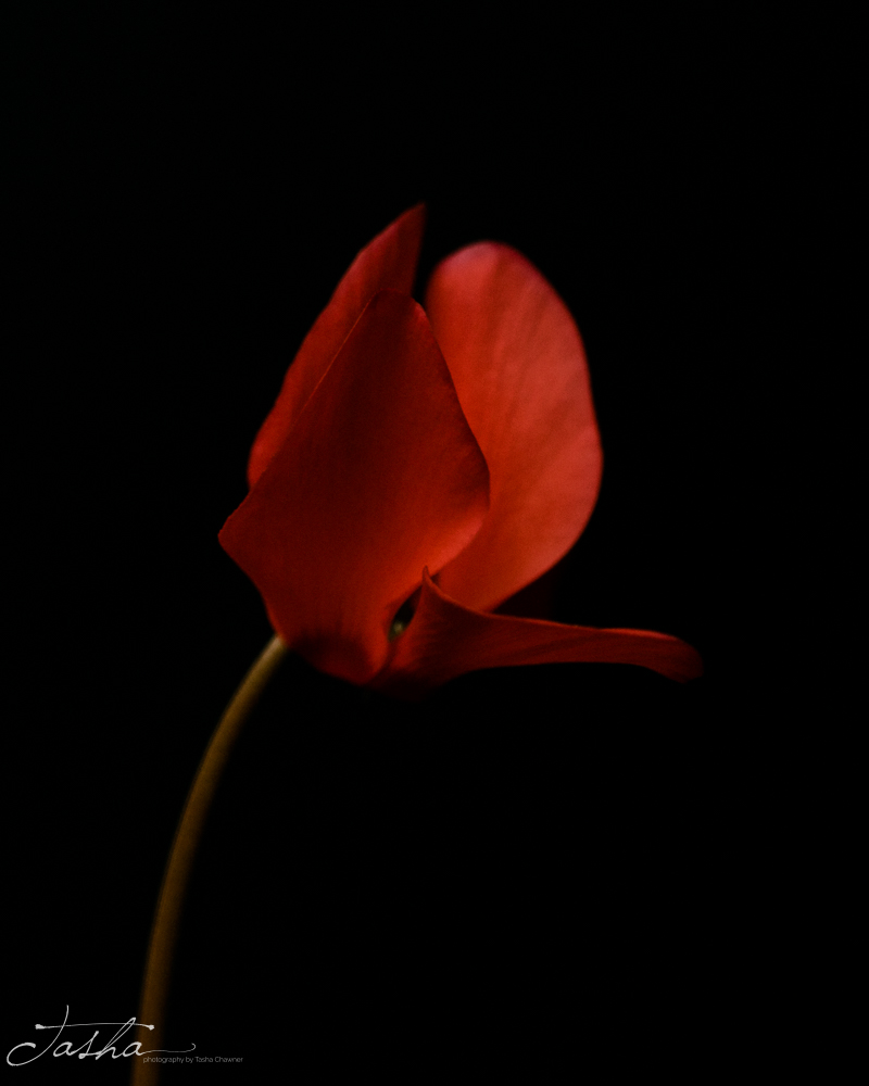 single red cyclamen flower