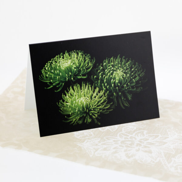 mothers day chrysanthemum blank card