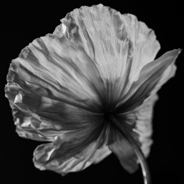 black and white poppy flower photo