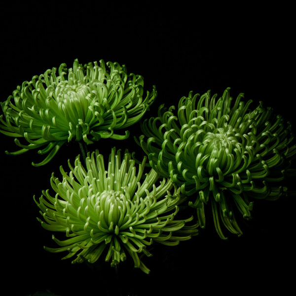 three Green Anastasia chrysanthemum flowers