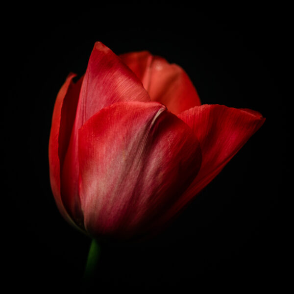 red tulip fine art photo - photography by Tasha Chawner