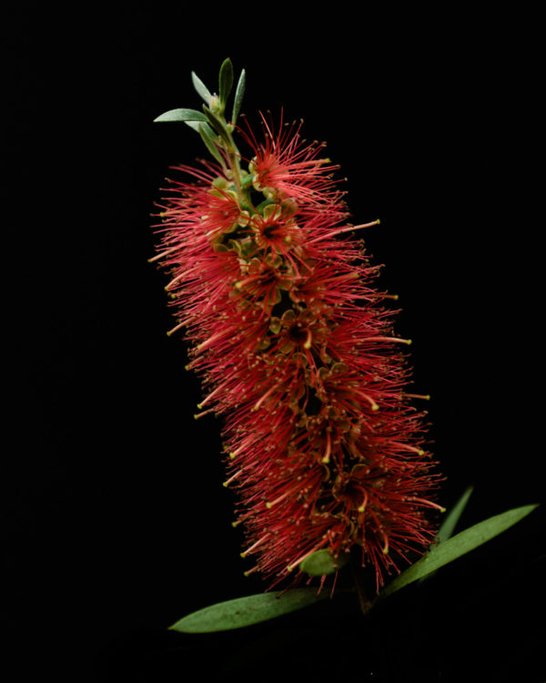 Australian native flora - red bottle brush flower - photography by Tasha Chawner