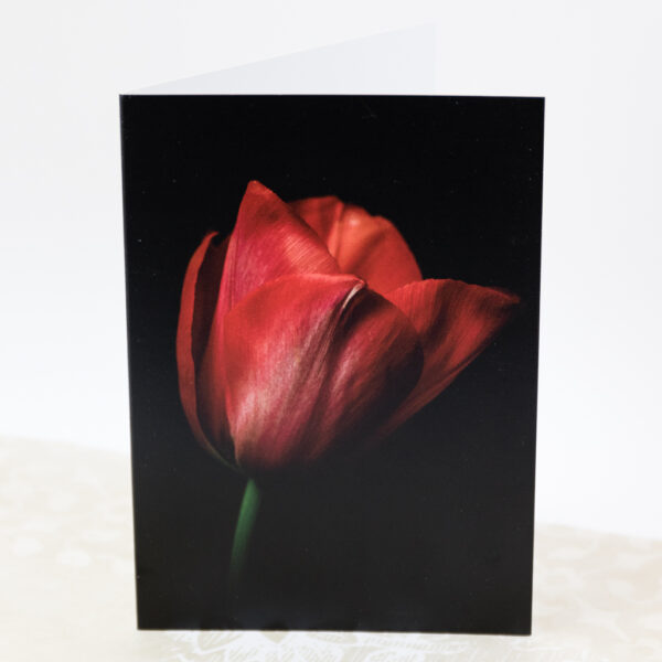 fine art red tulip birthday card