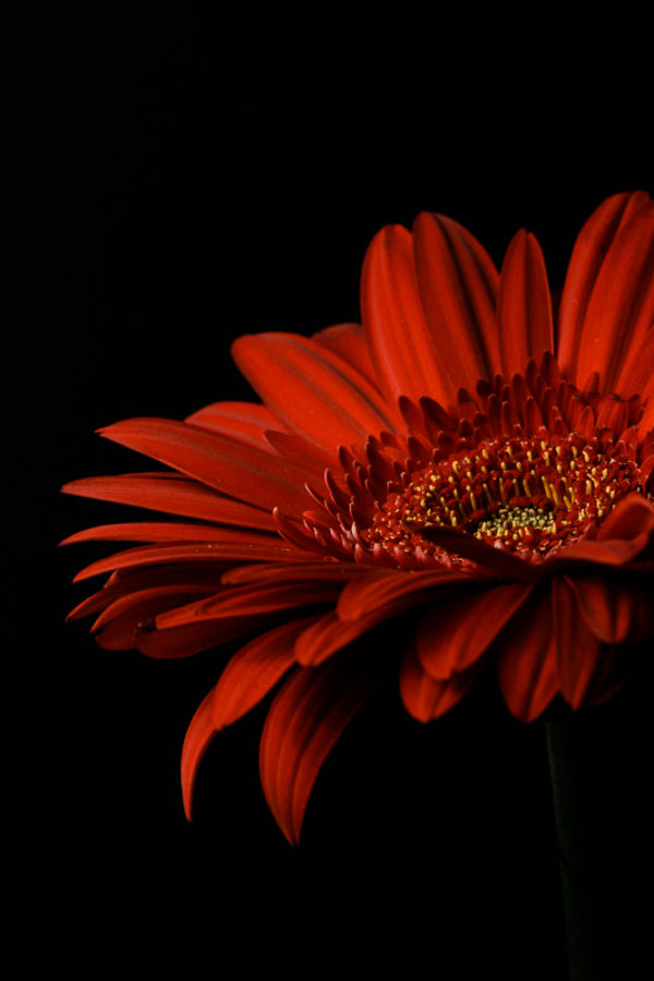 red gerbera daisy flower - photography by Tasha Chawner
