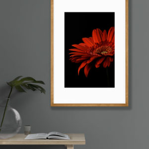 red gerbera daisy print on grey wall