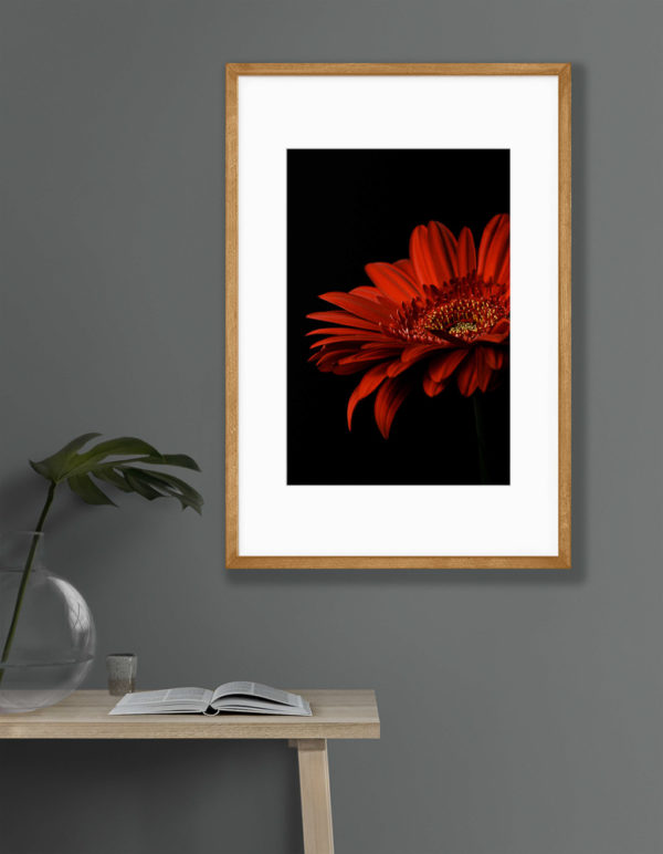 red gerbera daisy print on grey wall