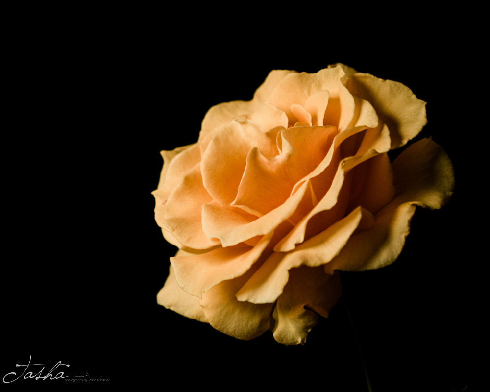 side view of apricot rose in full bloom - photography by Tasha Chawner