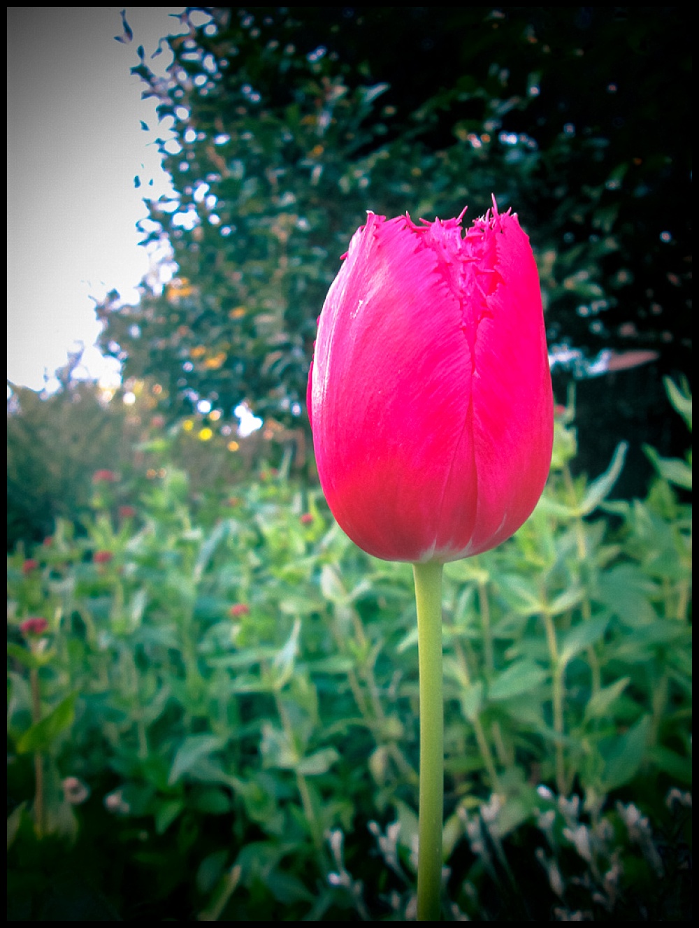 red tulip with toy camera setting