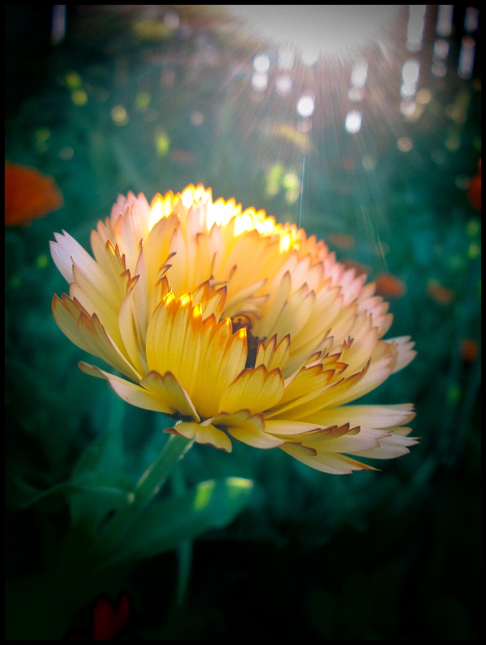 calendula flower in afternoon light with toy camera setting