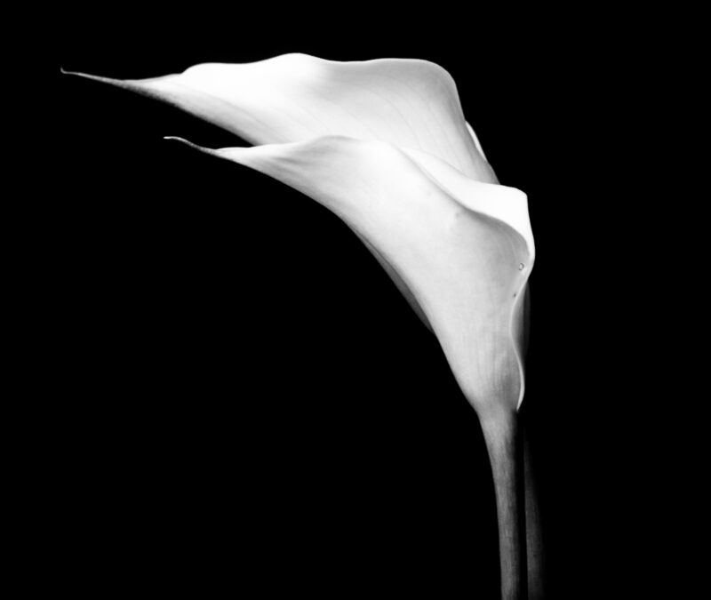 calla lily – a study in black and white