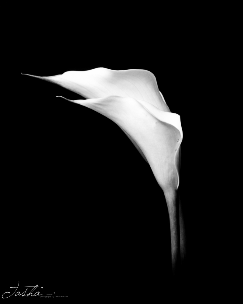 two white calla lilies side by side