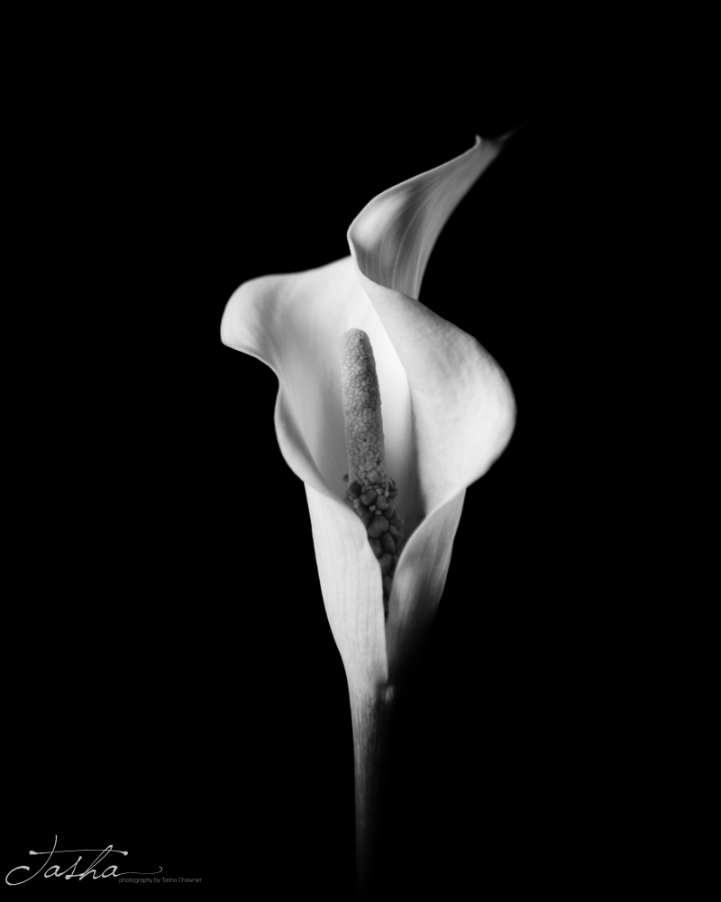 macro photograph of sculptural calla lily
