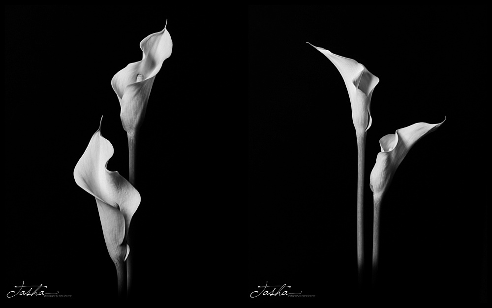 two side by side photos of two calla lilies
