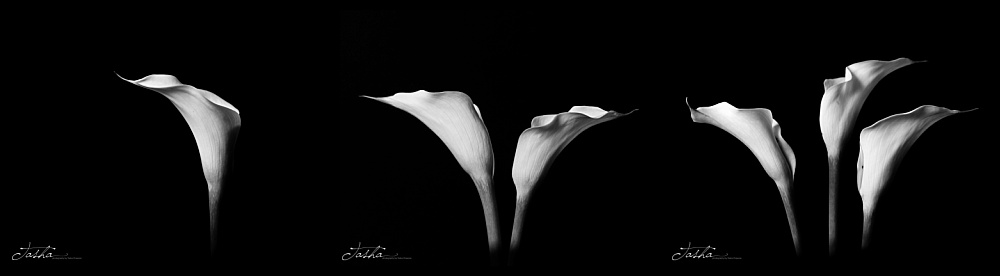 a series of one, two, three calla lilies