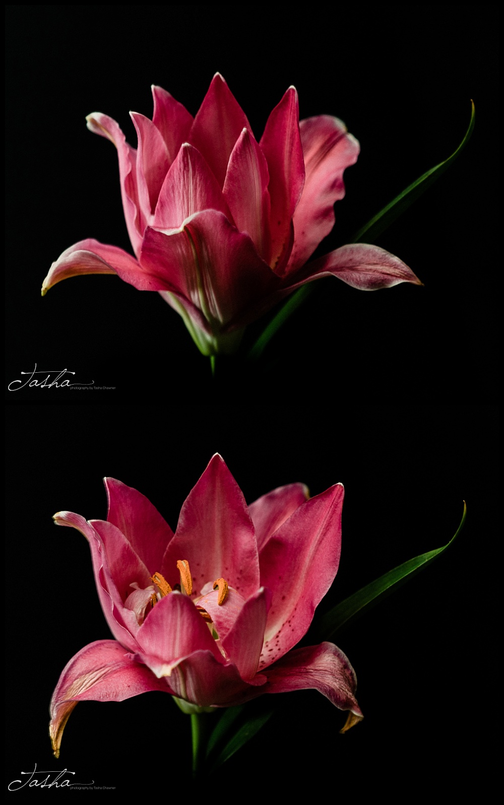 days 5 and 6 of a pink madonna lily blooming