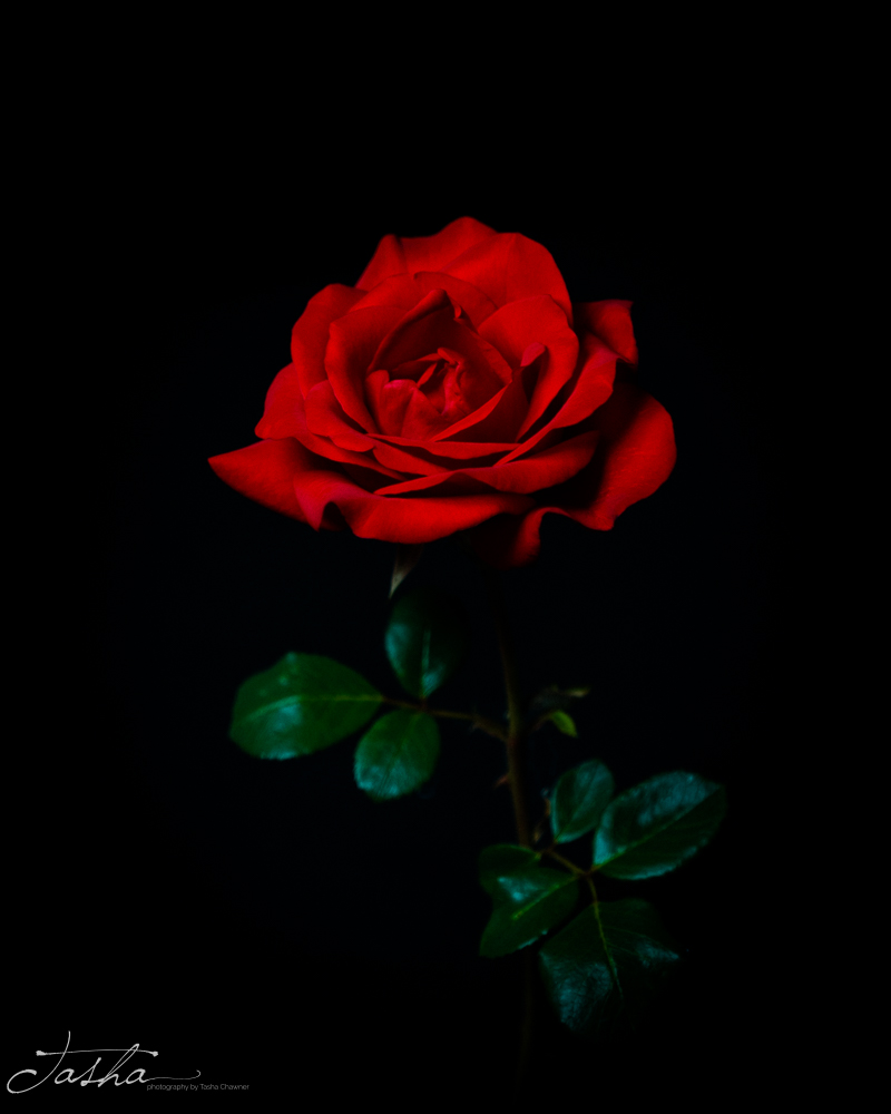 red rose with green petals on black background