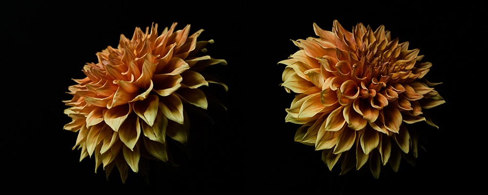 orange dahlia flower from left and right perspective