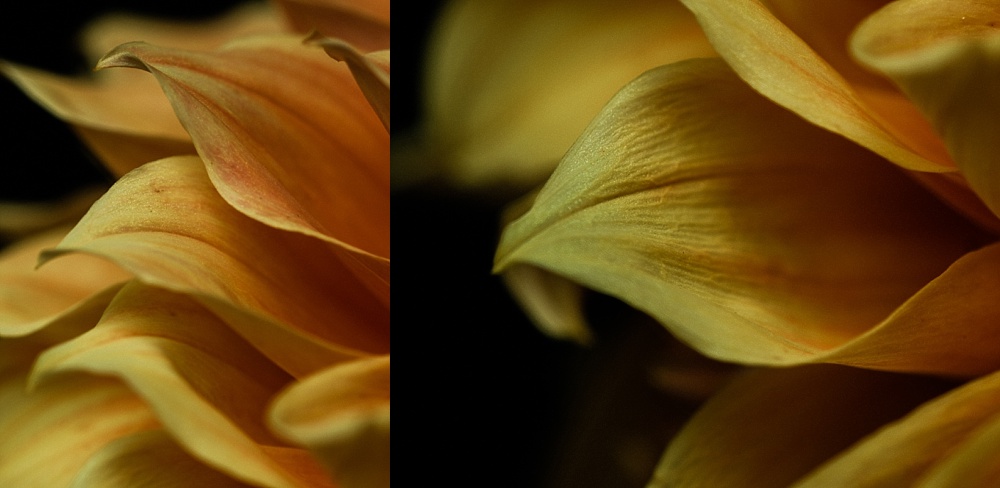 details of a dahlias petals