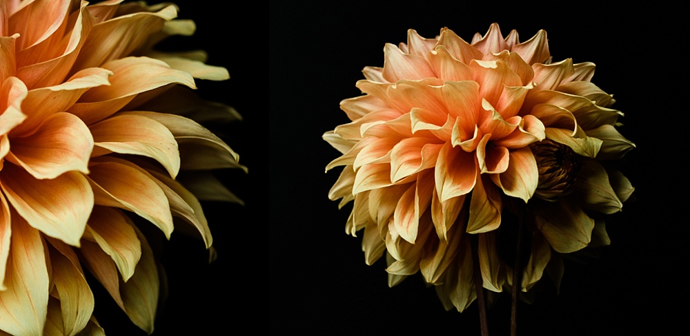 details of an orange dahlia from above and behind