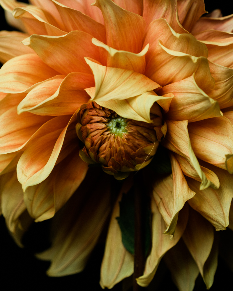 small orange dahlia bud hiding under open flower petals