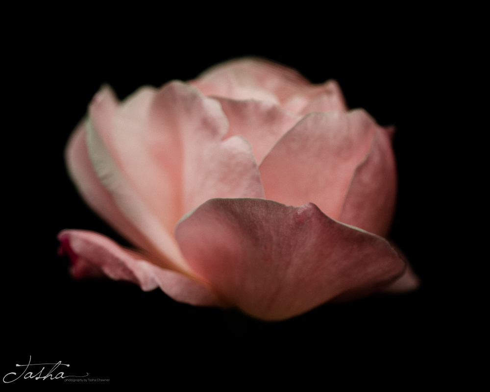 side profile of delicate pink rose