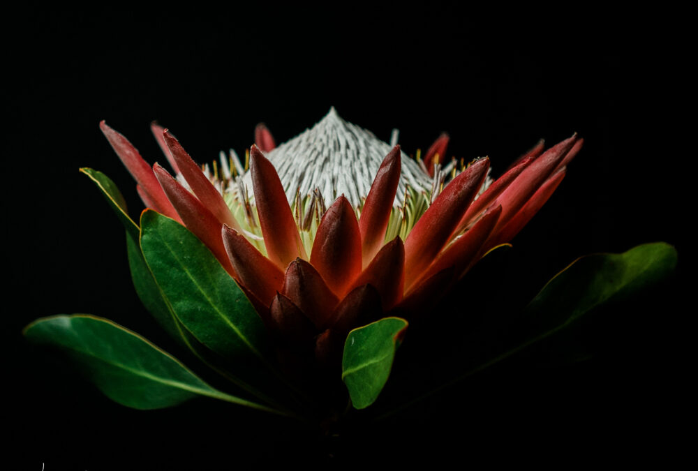 protea: a study in pink