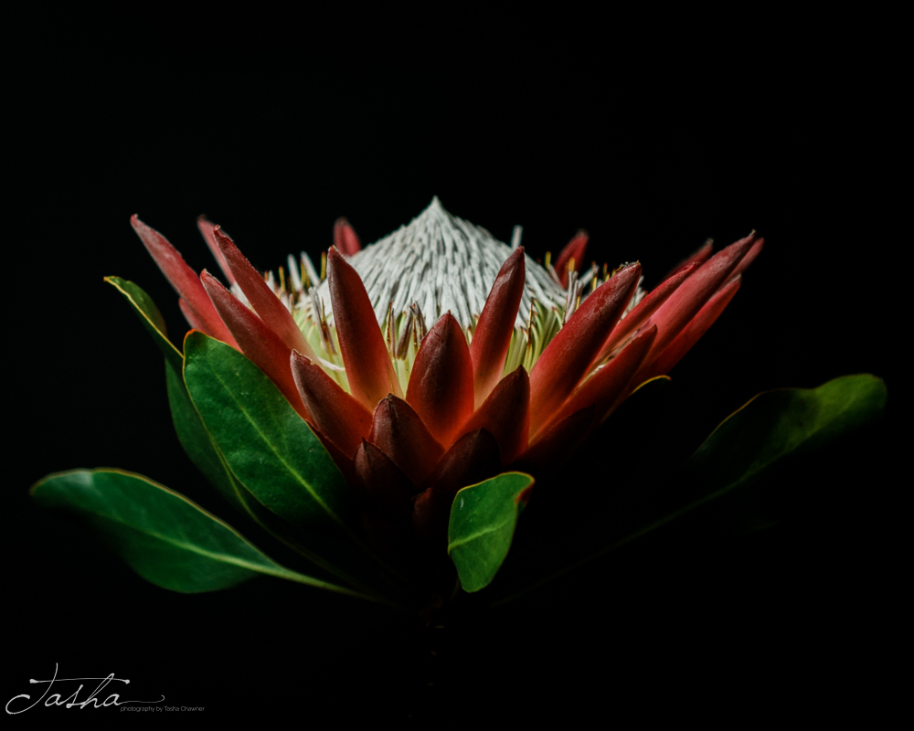 side view of king protea