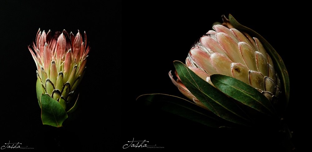 side profile of two protea flowers on black background