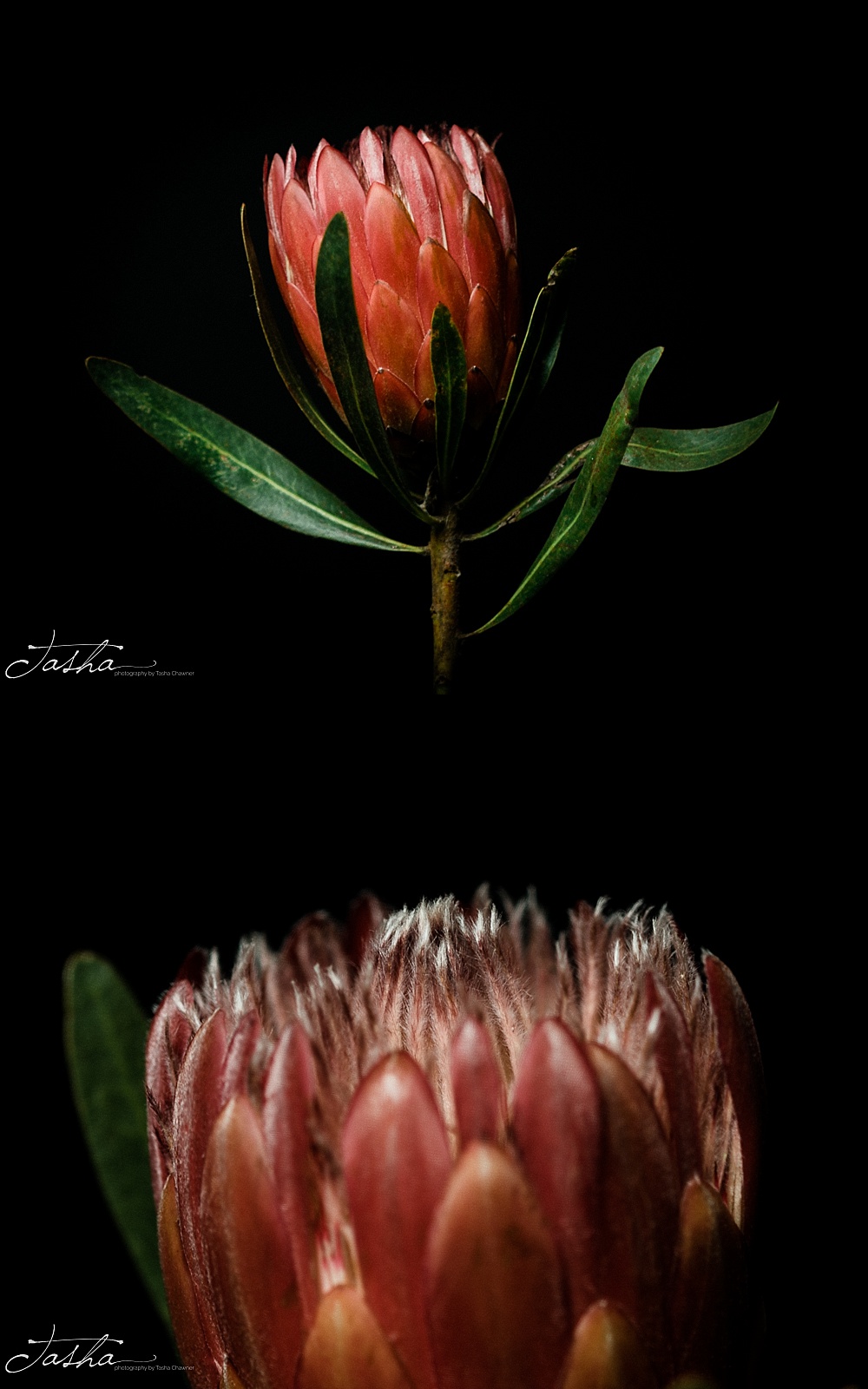 protea flower with leaves and macro detail of protea feathers