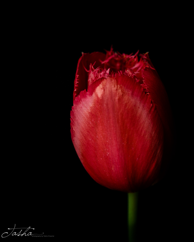 fringed red tulip on black background