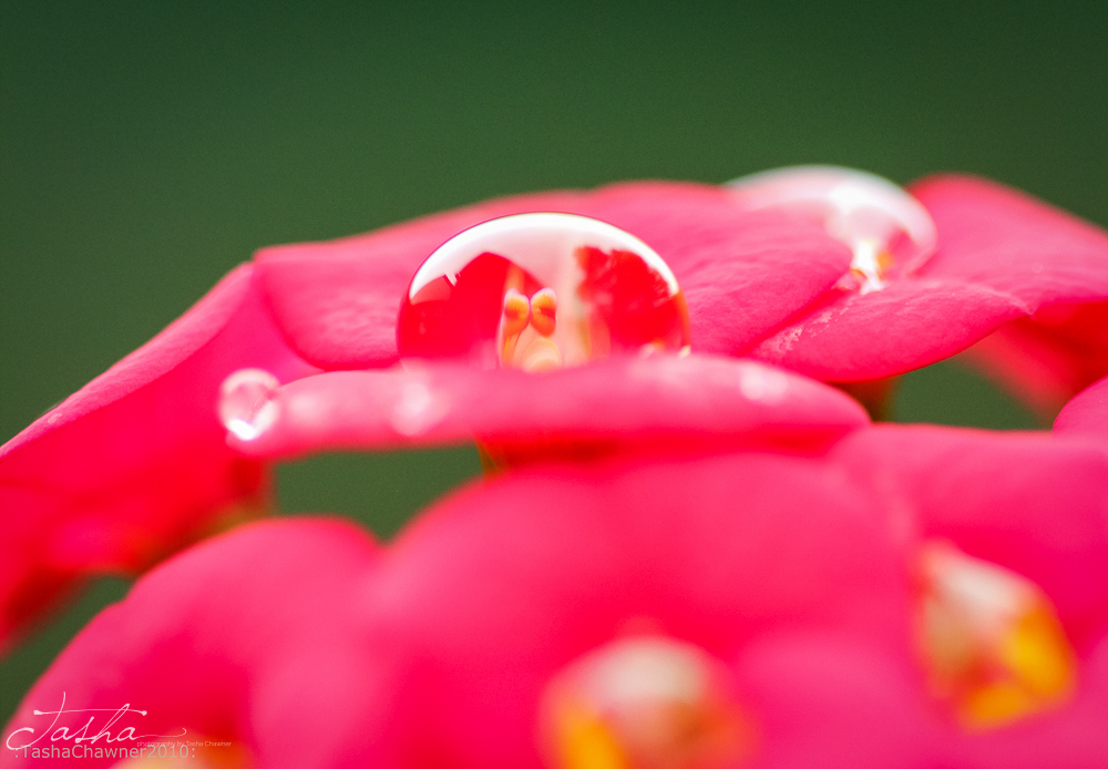 water droplet on red flower with green background