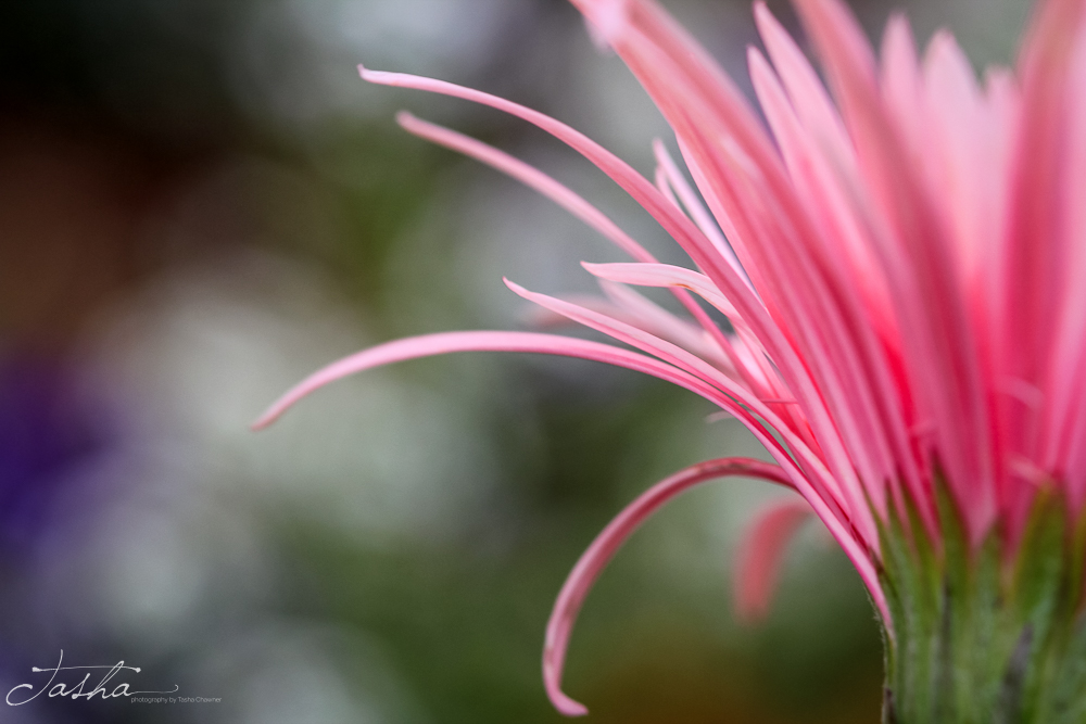 back view of pink gerbera with bokeh background