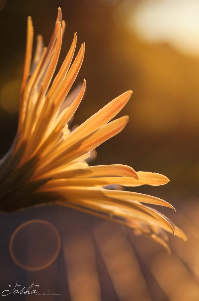 side view of yellow daisy with golden hour glow