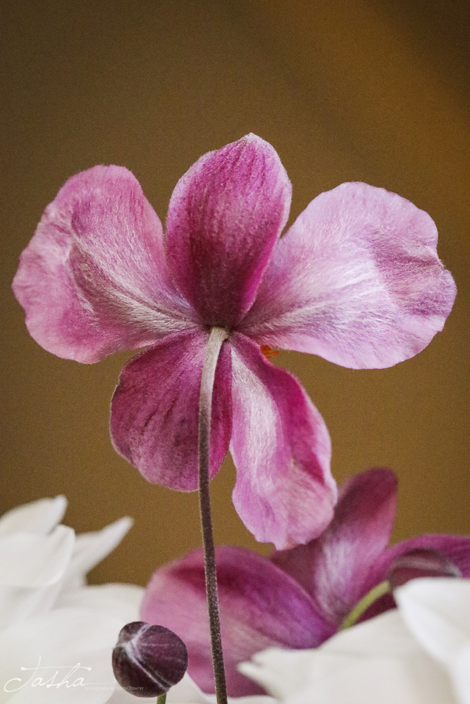 rear view of a furry pink pansy shaped flower