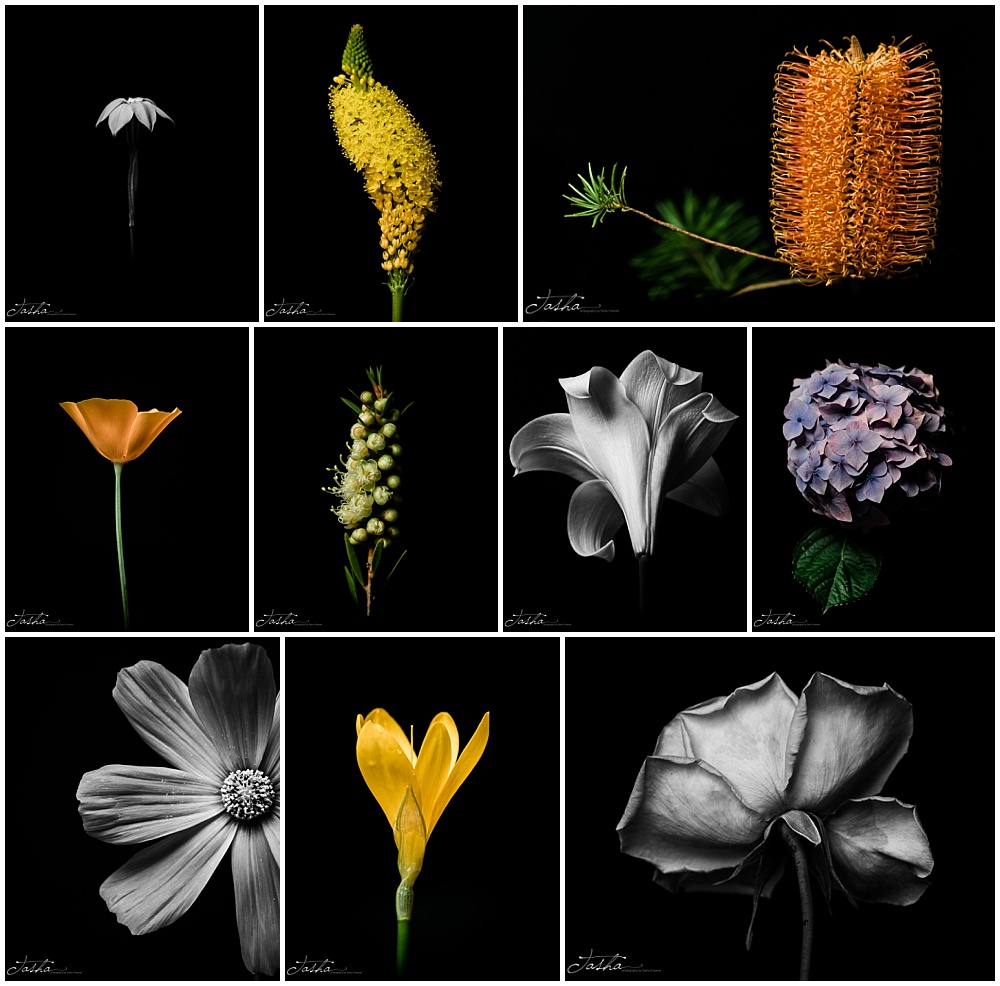 my favourite ten flower photos from 2023