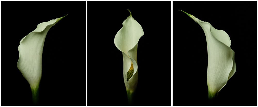 three profiles of a calla lily in colour